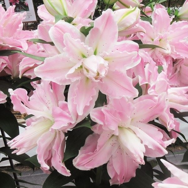 ユリ 球根 花ユリ オリエンタルリリー サボール