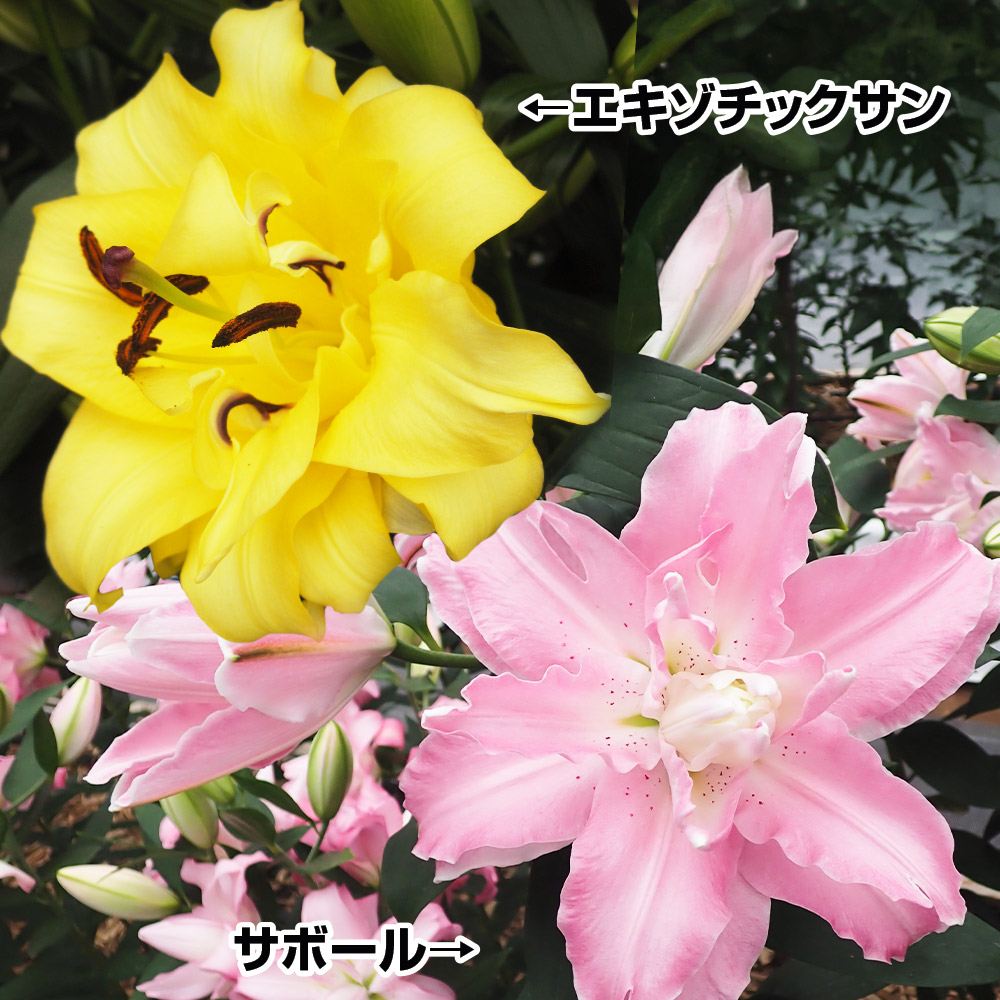 ユリ 球根 花ユリ 八重咲オリエンタルリリーAセット