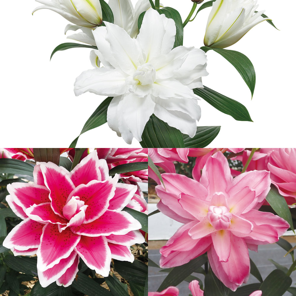 ユリ 球根 花ユリ 八重咲オリエンタルリリーBセット
