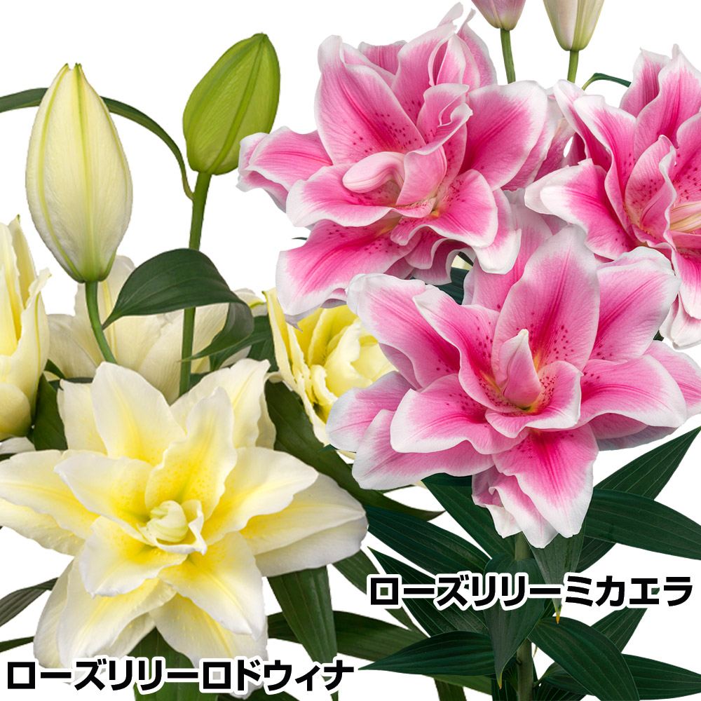 ユリ 球根 最新ローズリリーセット