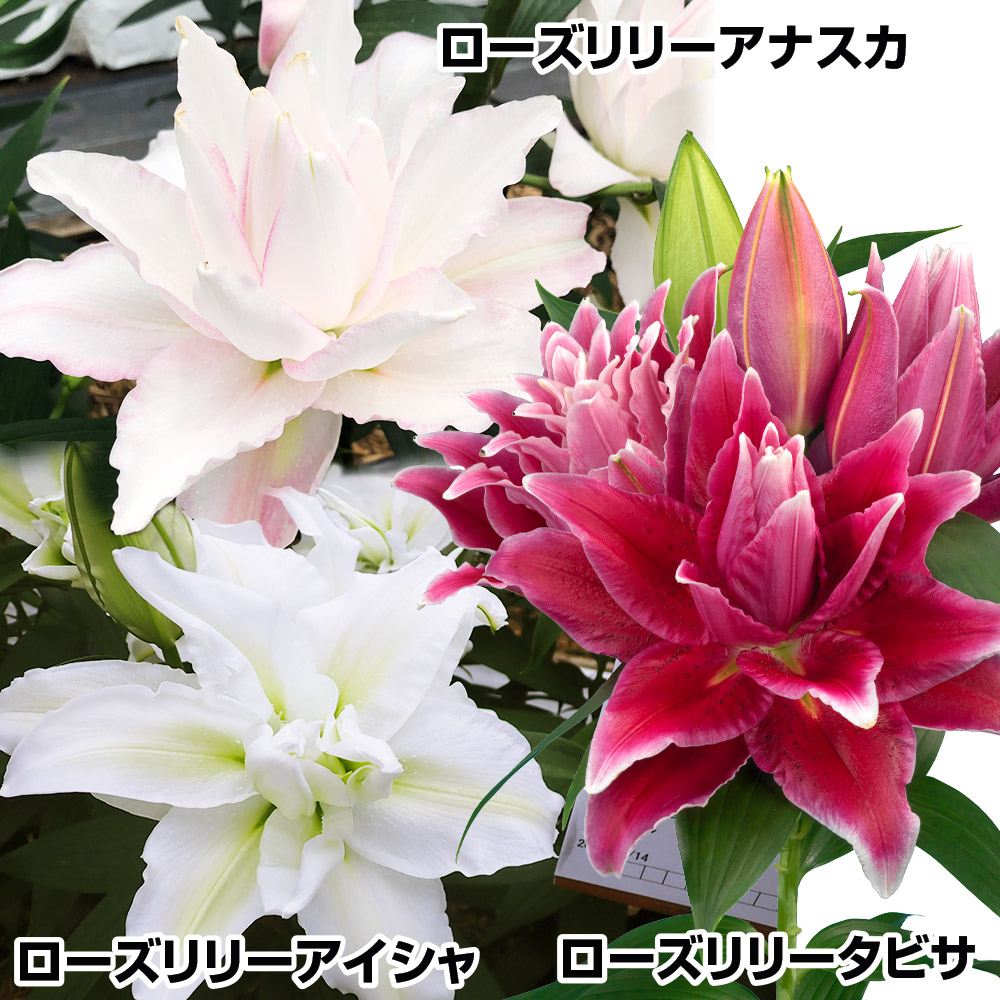 ユリ 球根 華やかローズリリーセット