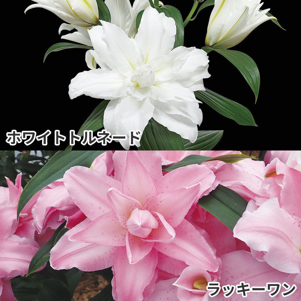 ユリ 球根 花ユリ 八重咲オリエンタルリリーDセット 2種4球
