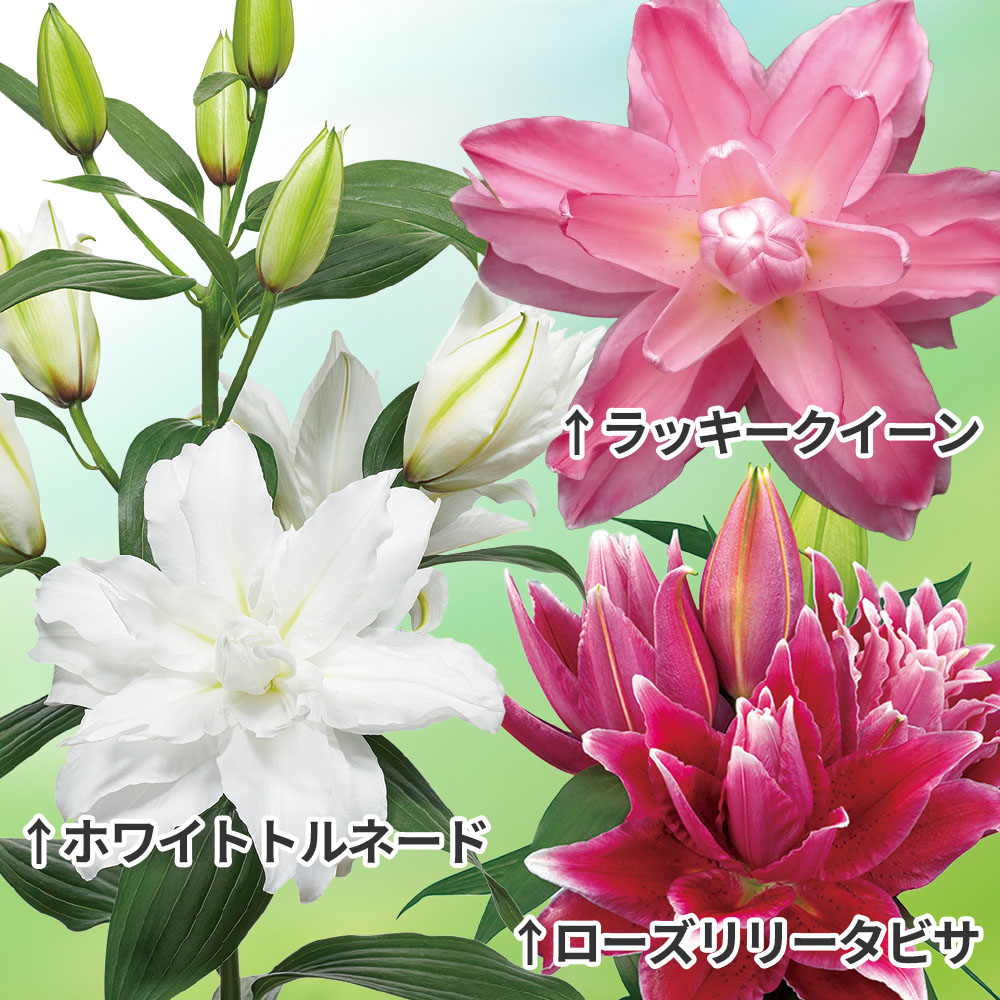 ユリ 球根 花ユリ 八重咲オリエンタルリリーCセット 3種12球