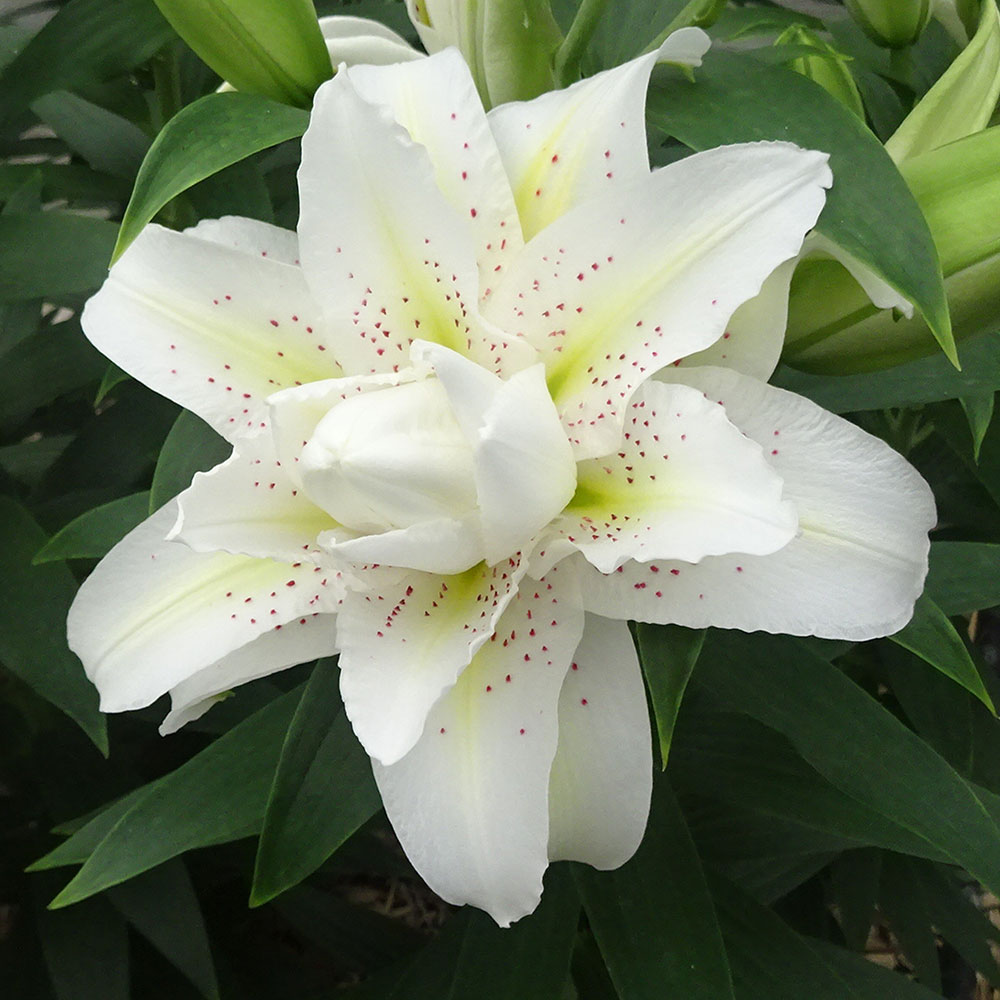 ユリ 球根 ベランダ・鉢植え向き 八重咲ユリ (無花粉) ローズリリー シータ