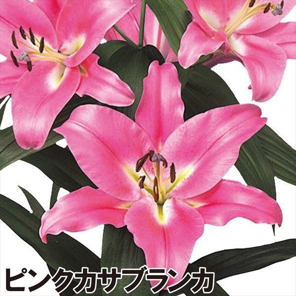 ユリ 球根 花ユリ オリエンタルリリー 特大球 ピンクカサブランカ（ラブラドール）