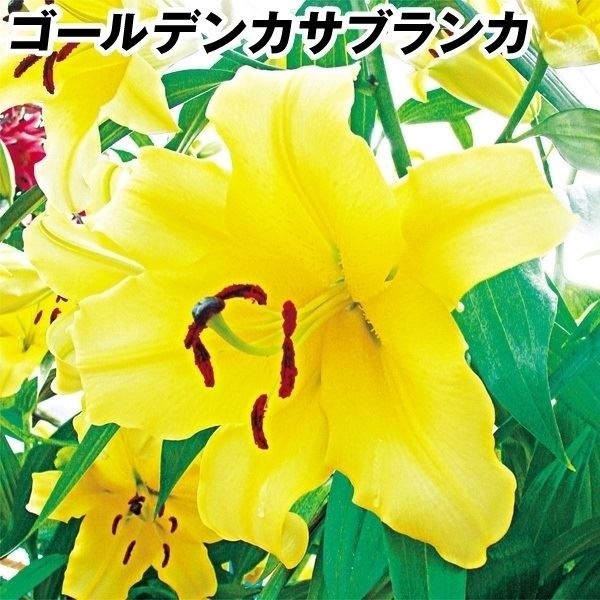 ユリ 球根 花ユリ オリエンタルリリー 特大球 ゴールデンカサブランカ（コンカドール）