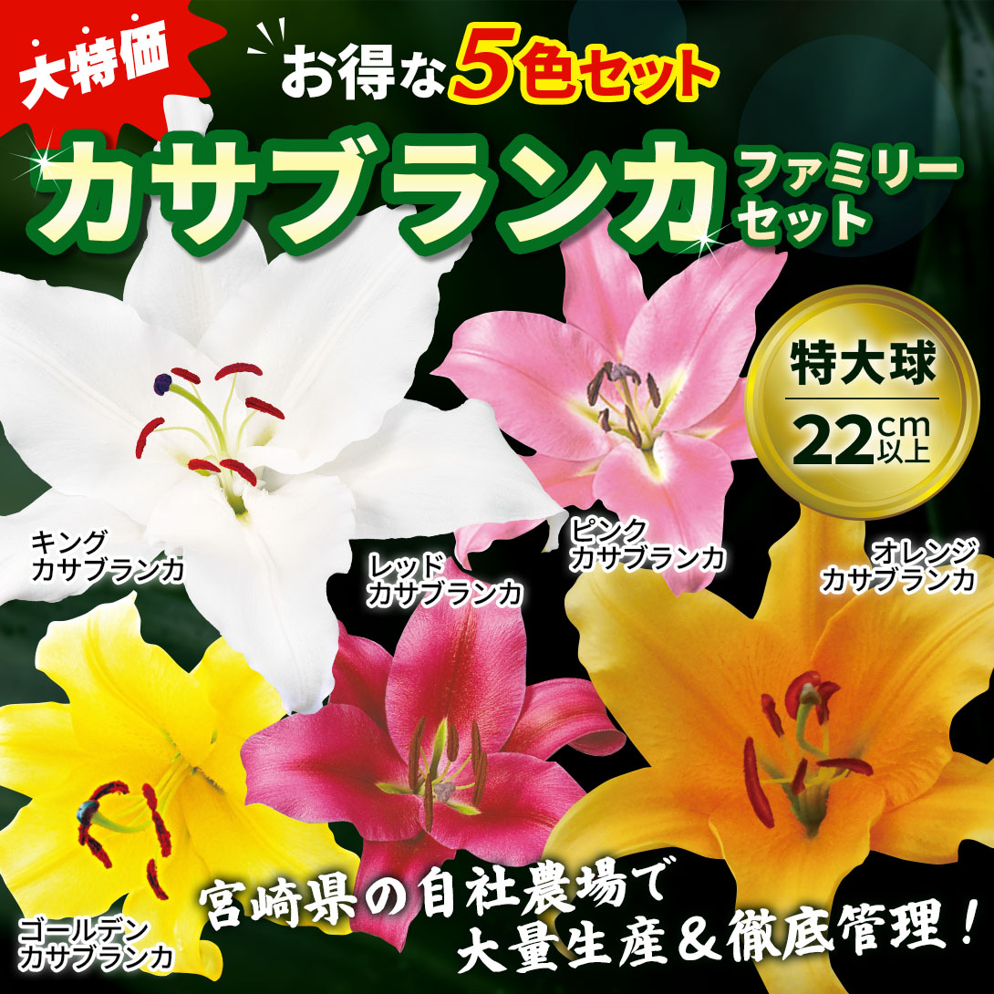 特大球カサブランカファミリーセット