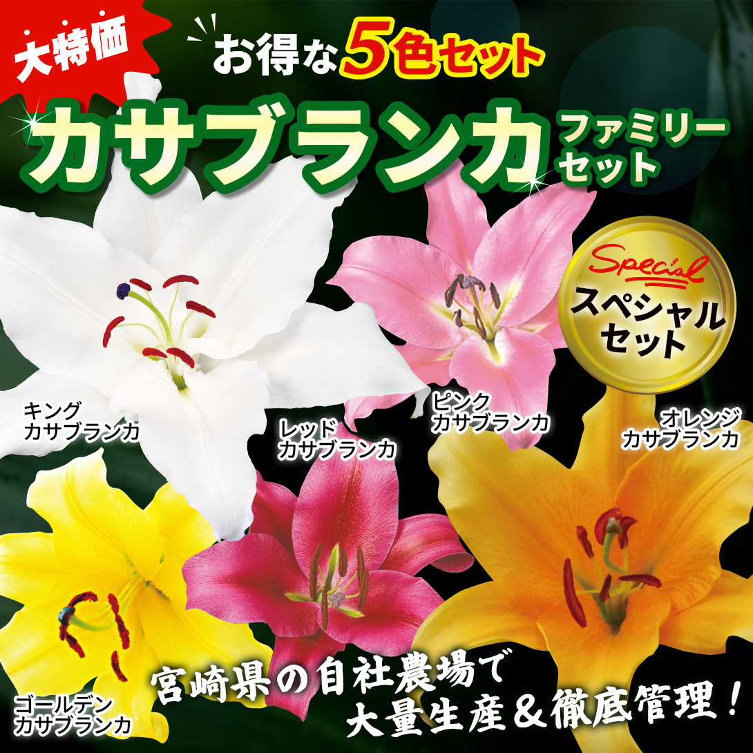 国華園オンラインショップ / ユリ 球根 花ユリ カサブランカスペシャル
