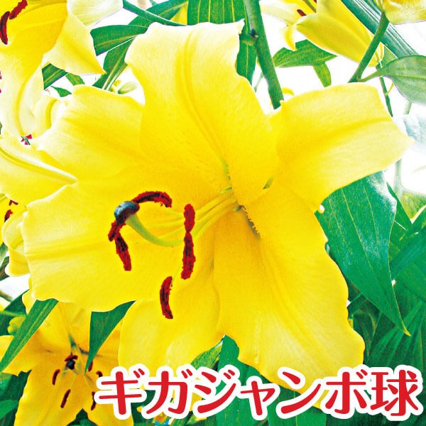 ユリ 球根 花ユリ オリエンタルリリー ギガジャンボ球 ゴールデンカサブランカ （球周30㎝以上）