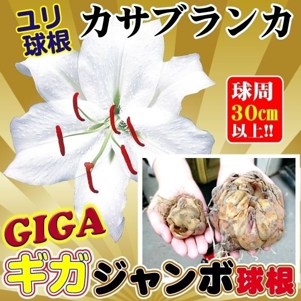 ユリ 球根 花ユリ オリエンタルリリー  ギガジャンボ球 カサブランカ （球周30㎝以上）
