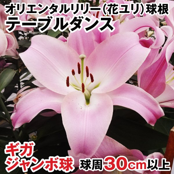 ユリ 球根 花ユリ オリエンタルリリー ギガジャンボ球 テーブルダンス （球周30㎝以上）