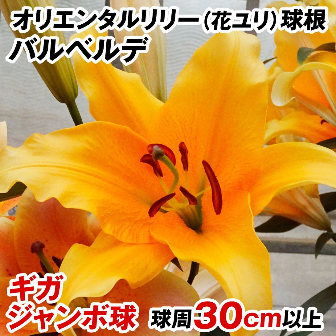 ユリ 球根 花ユリ オリエンタルリリー ギガジャンボ球 バルベルデ （球周30㎝以上）