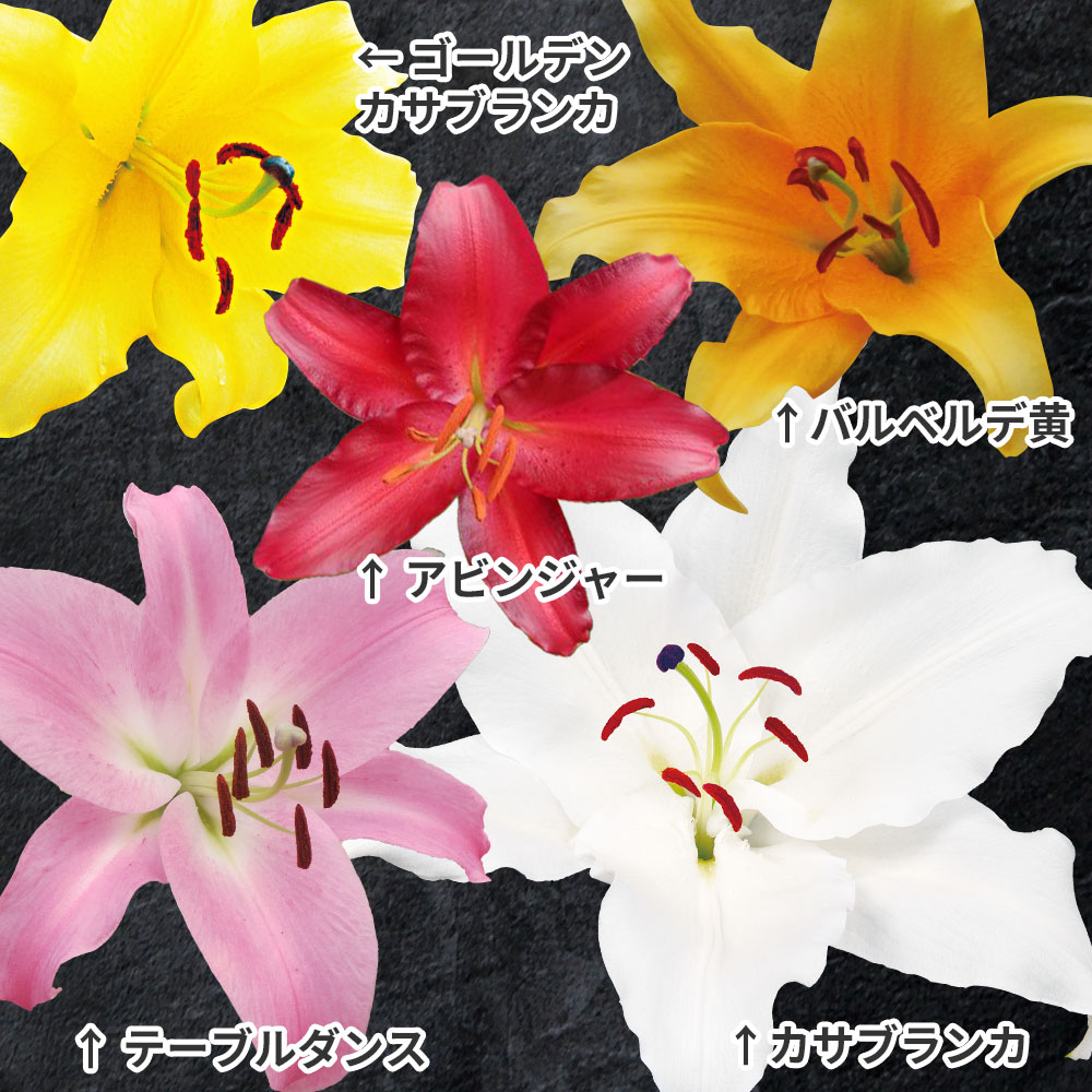 ユリ 球根 花ユリ オリエンタルリリー  ギガジャンボ球 5種5球セット （球周30㎝以上）