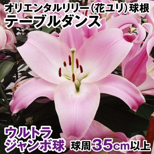 ユリ 球根 花ユリ オリエンタルリリー  ウルトラジャンボ球 テーブルダンス （球周35㎝以上）