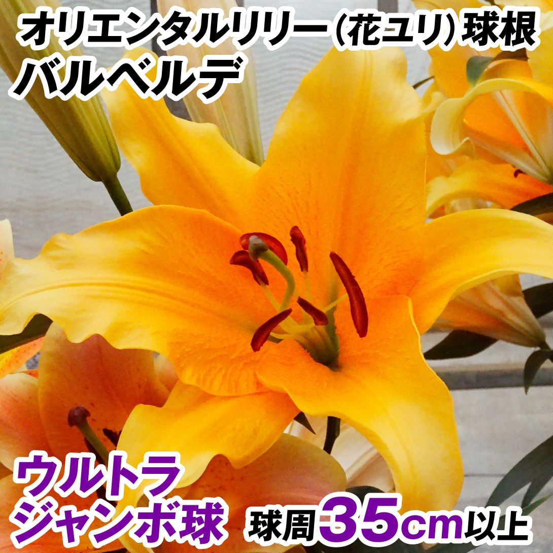 ユリ 球根 花ユリ オリエンタルリリー ウルトラジャンボ球 バルベルデ （球周35㎝以上）