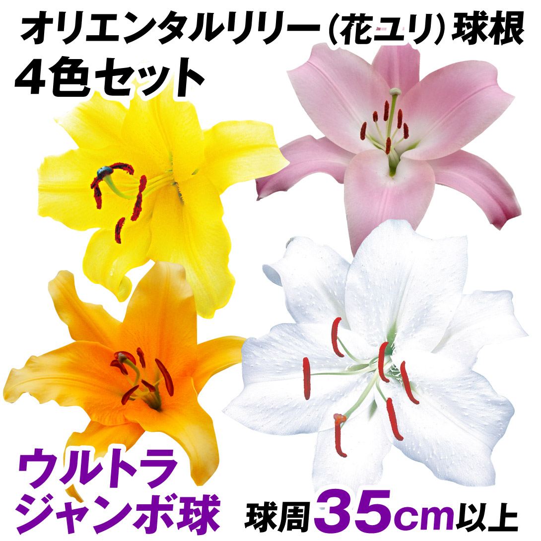 ユリ 球根 花ユリ オリエンタルリリー  ウルトラジャンボ球 4種4球セット（球周35㎝以上）