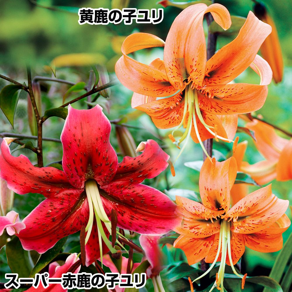 原種ユリ 球根 鹿の子ユリセット