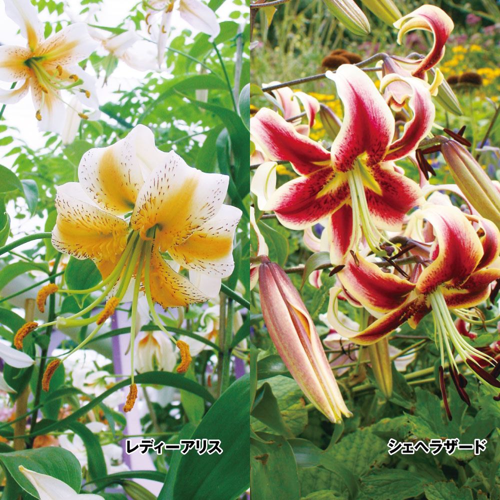 原種ユリ 球根 てまり咲ユリセット