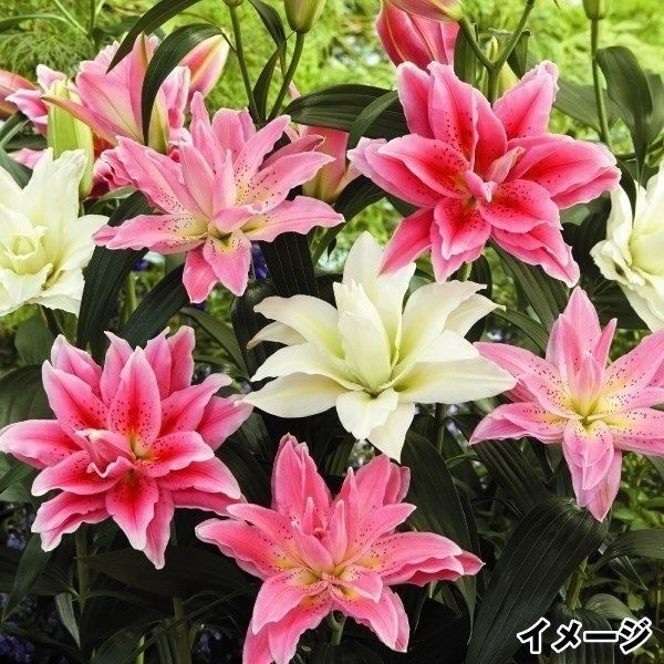 ユリ 球根 花ユリ オリエンタルリリー 特選八重咲花ユリ詰合せ