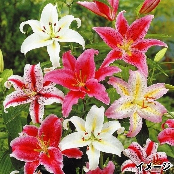 ユリ 球根 花ユリ オリエンタルリリー 特選花ユリ詰合せ