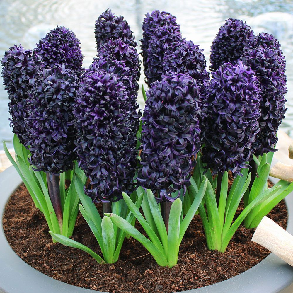 秋植え球根 ヒヤシンス ミッドナイトスカイ