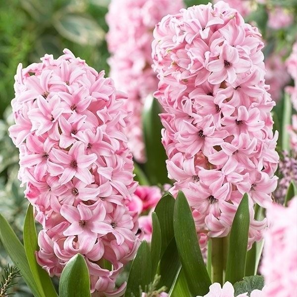 秋植え球根 ヒヤシンス フォンダント