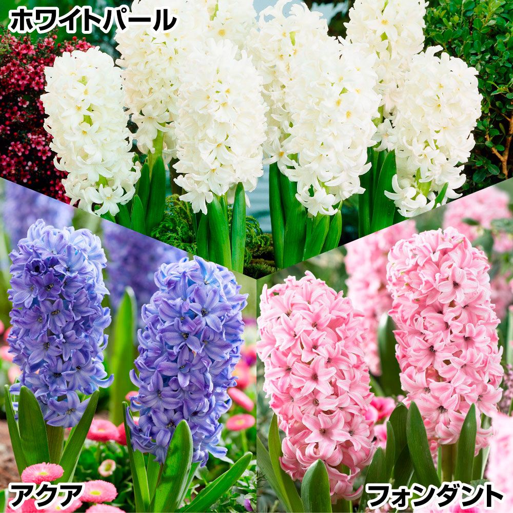 秋植え球根 ヒヤシンスAセット
