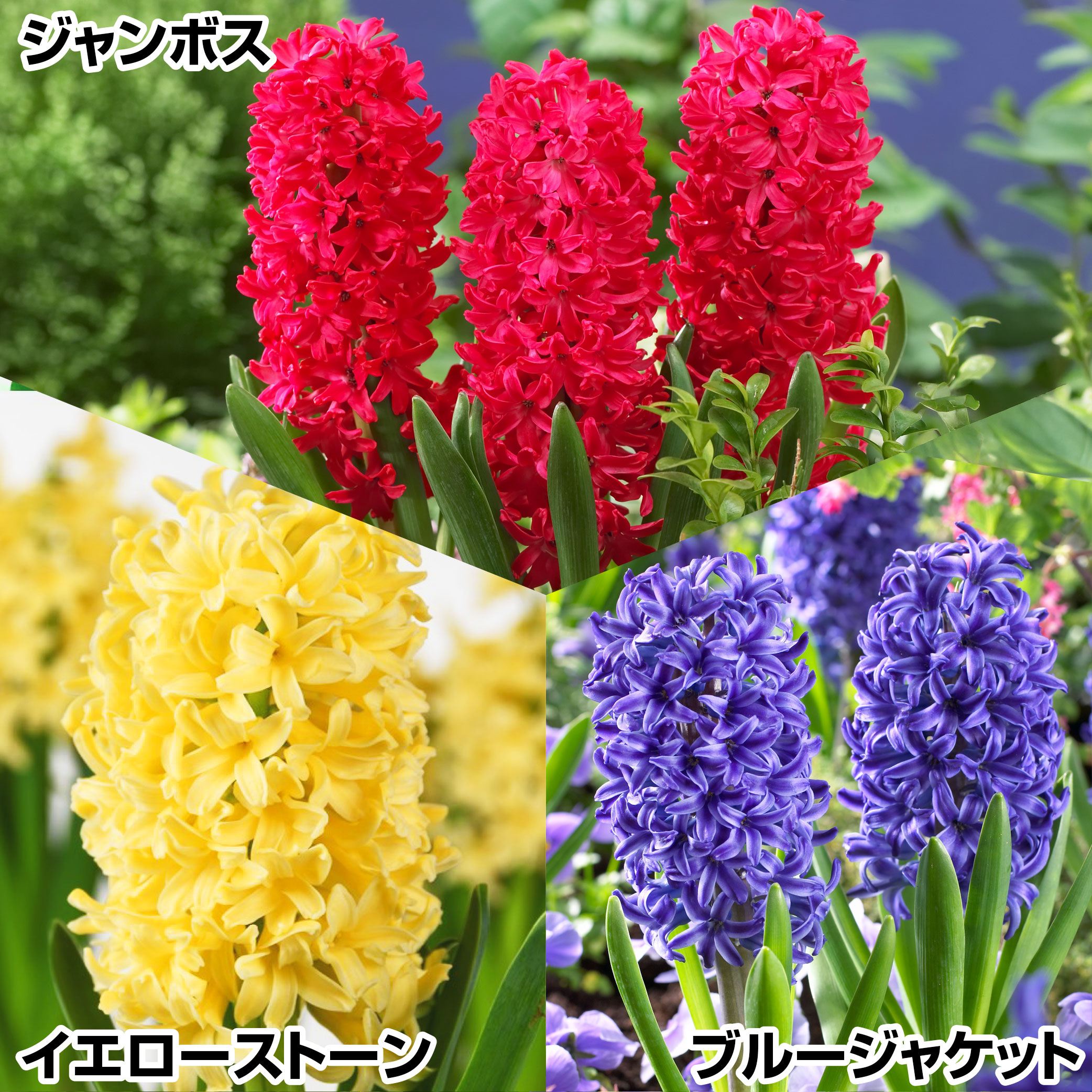 秋植え球根 ヒヤシンスBセット