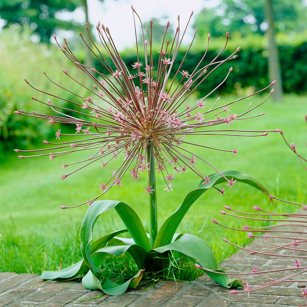 秋植え球根 アリウム シューベルティ (大輪)