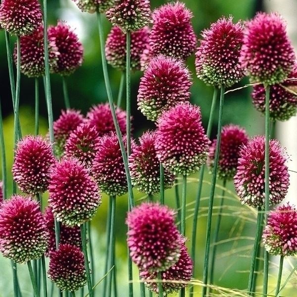 秋植え球根 アリウム 丹頂 (小輪)