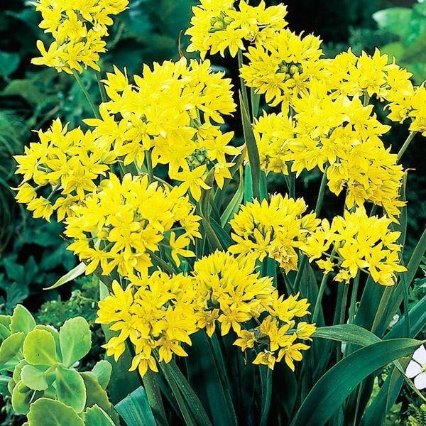 秋植え球根 アリウム モーリー (小輪)