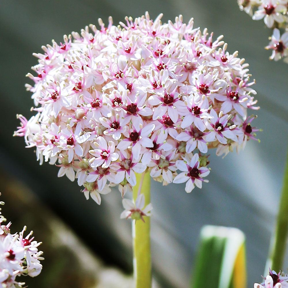 秋植え球根 アリウム シルバースプリング