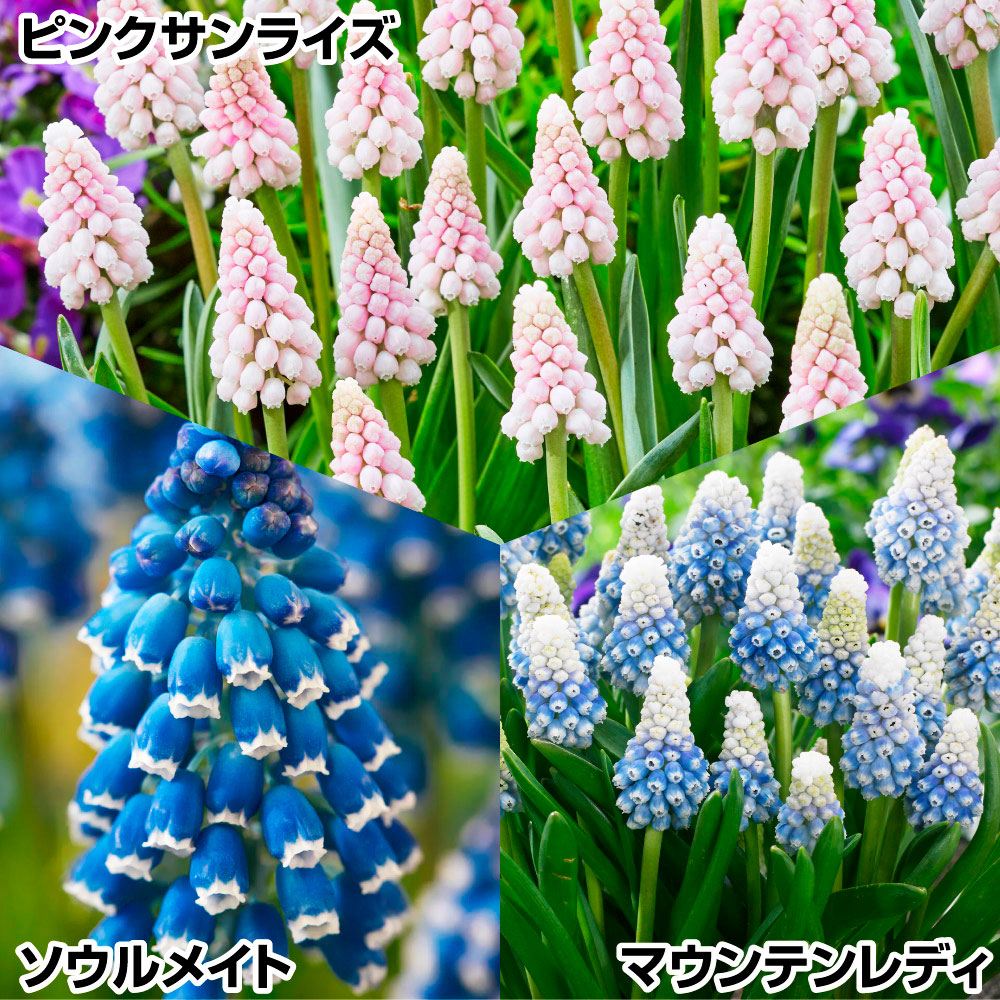 秋植え球根 ムスカリセット