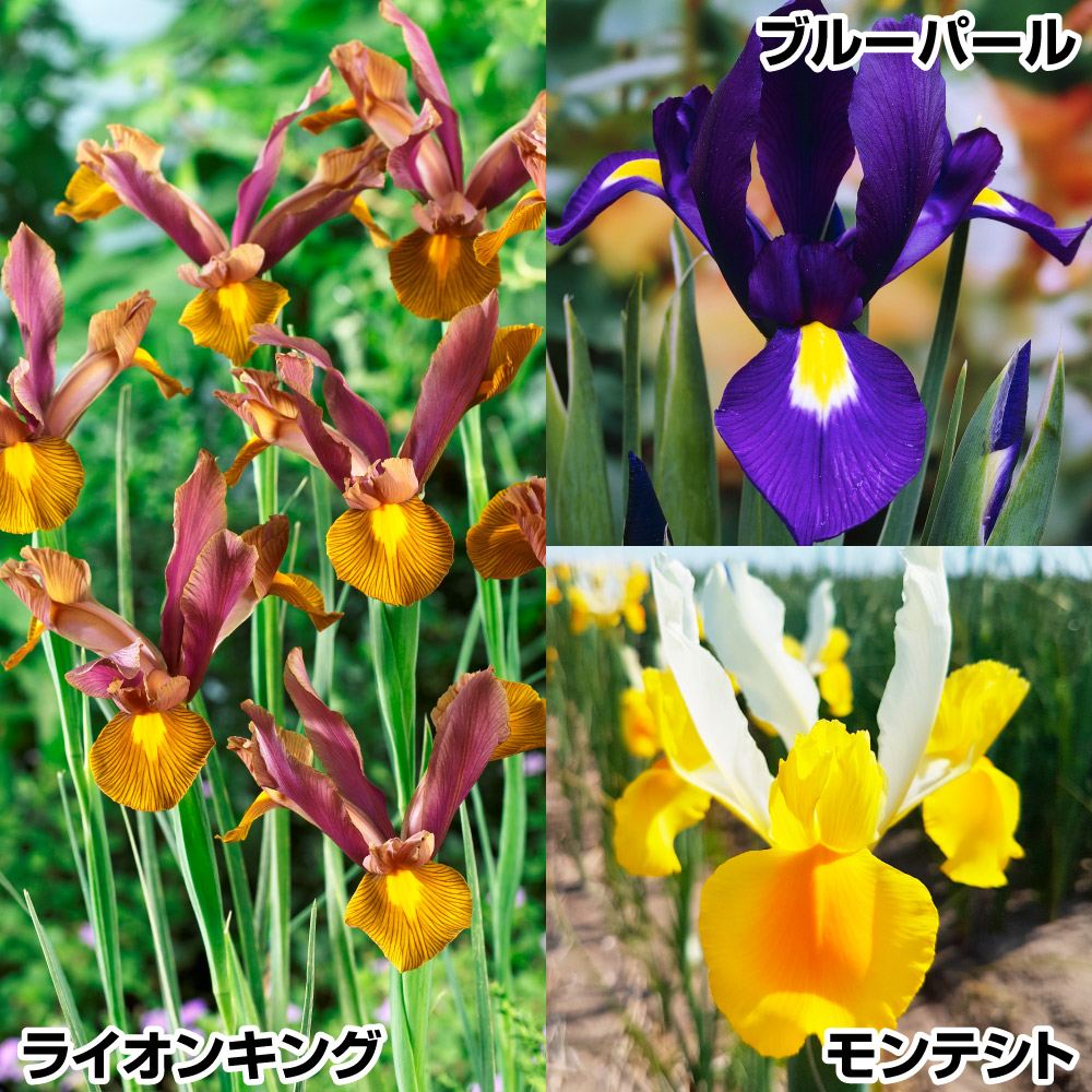 秋植え球根 ダッチアイリスセット