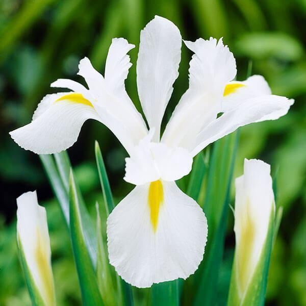 秋植え球根 ダッチアイリス ホワイトバンビレット