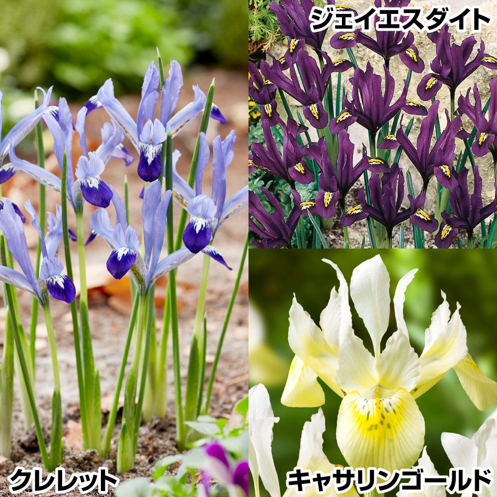 秋植え球根 ミニアイリス ミニアイリスセット