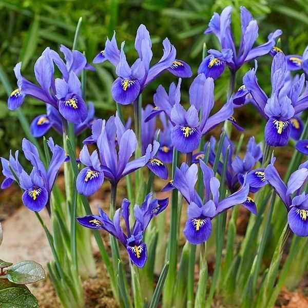 秋植え球根 ミニアイリス ハーモニー