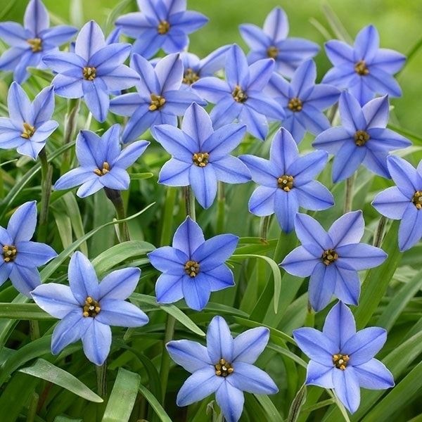 秋植え球根 ハナニラ (アイフェイオン) ジェシー