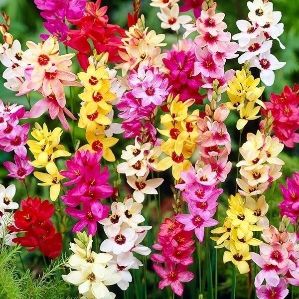 秋植え球根 イキシア ミックス (無選別)