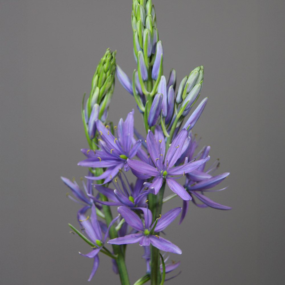 秋植え球根 カマシア ライヒトリニーコエルレア
