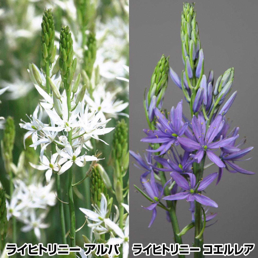 秋植え球根 カマシアセット