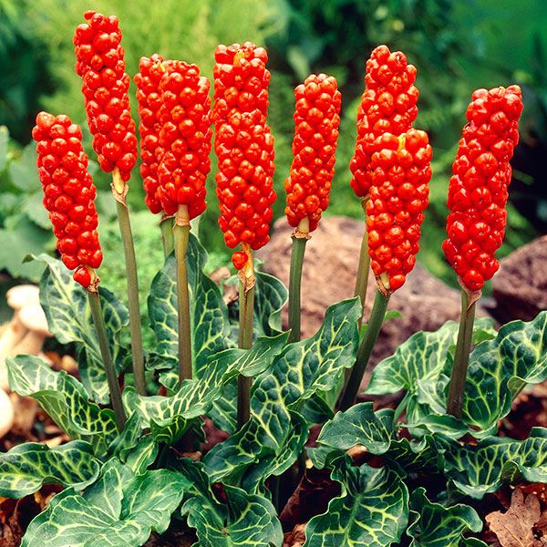秋植え球根 アラム イタリカム