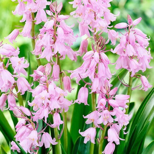 秋植え球根 球根つりがね草 桃花