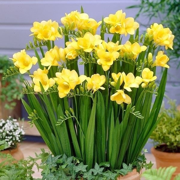 秋植え球根 フリージア シングル咲 黄花