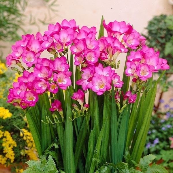秋植え球根 フリージア シングル咲 桃花