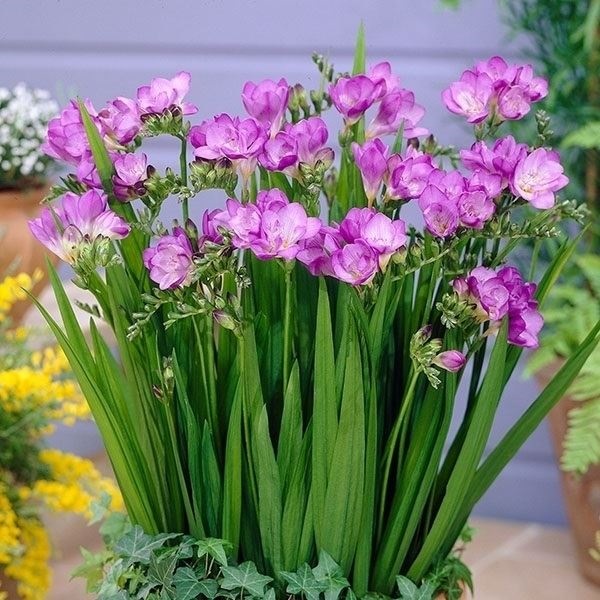 秋植え球根 フリージア シングル咲 紫花