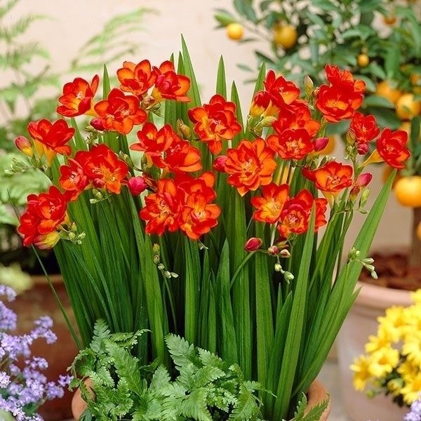 秋植え球根 フリージア ダブル咲 赤花