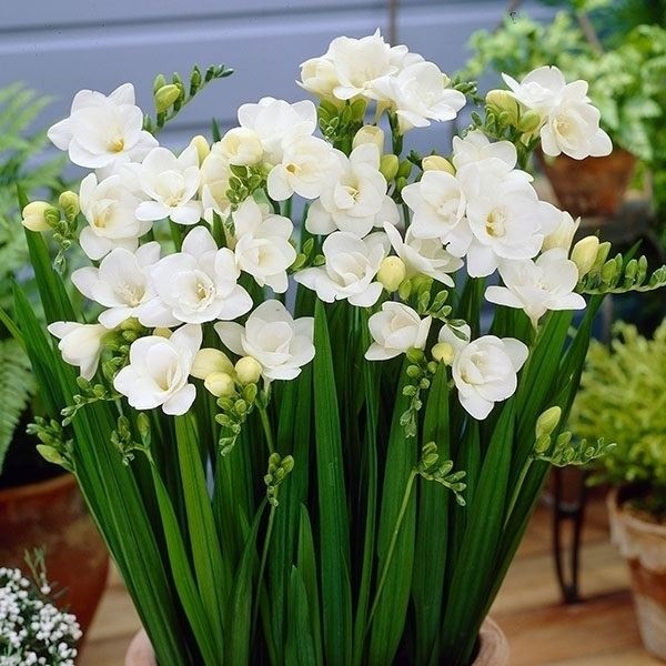 秋植え球根 フリージア ダブル咲 白花
