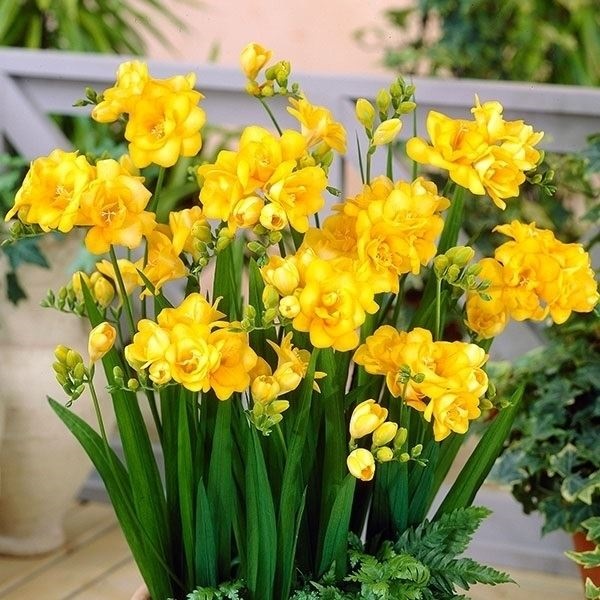 秋植え球根 フリージア ダブル咲 黄花