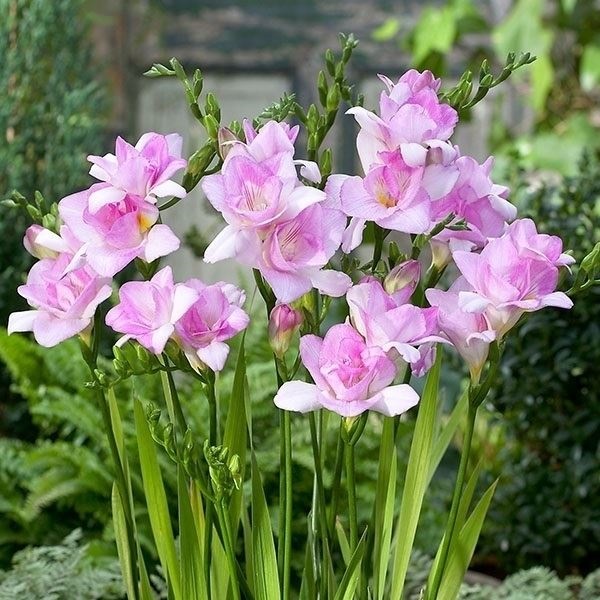 秋植え球根 フリージア ダブル咲 桃花